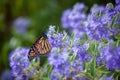 A monarch butterfly feeding in purple lilac bushes