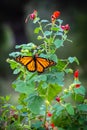 Monarch butterfly feeding on a red flower Royalty Free Stock Photo