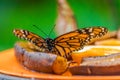 Monarch butterfly feeding on a ripe banana Royalty Free Stock Photo