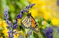 Monarch Butterfly Feeding On Salvia Flowers