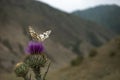 A monarch butterfly feeding Scotch Thistle (Onopordum acanthium)