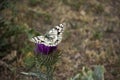 A monarch butterfly feeding Scotch Thistle (Onopordum acanthium) Royalty Free Stock Photo
