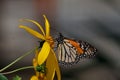 Monarch Butterfly feeding on a sunflower. Royalty Free Stock Photo