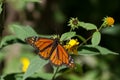 Monarch Butterfly feeding on a sunflower. Royalty Free Stock Photo