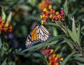 Monarch butterfly feeding on tropical milkweed in the garden of the Philbrook Museum of Art in Tulsa, Oklahoma.