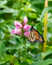 Monarch butterfly feeding on turtlehead flowers