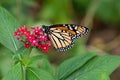 Monarch butterfly feeding