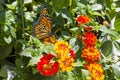 Monarch Butterfly Feeding on Yellow and  Red Lantana Royalty Free Stock Photo