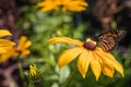 Monarch Butterfly feeds on Black Eyed Susan on a summer morning