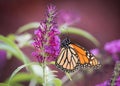 Monarch Butterfly Feeds on Butterflybush Royalty Free Stock Photo