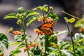 Monarch Butterfly Feeds in Milkweed