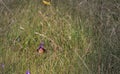 Monarch Butterfly in a field on a purple Flower Royalty Free Stock Photo