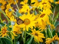 Monarch butterfly in a field of yellow flowers Royalty Free Stock Photo