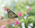 Monarch butterfly on a finger