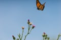 A monarch butterfly flies over a thistle plant