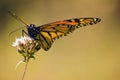Monarch butterfly on flower Royalty Free Stock Photo