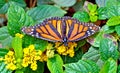Monarch Butterfly on flower Royalty Free Stock Photo