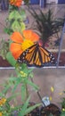 Monarch butterfly flower Royalty Free Stock Photo