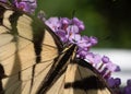 Monarch Butterfly on a flower