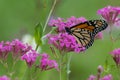 Monarch Butterfly on Flower in Field Royalty Free Stock Photo