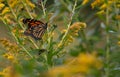 Monarch Butterfly on Flower in Field Royalty Free Stock Photo