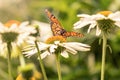 A monarch butterfly in a flower field Royalty Free Stock Photo