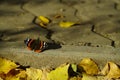 Monarch butterfly on flower. Image of a Monarch butterfly on sunflower with blurry background. Nature stock image of a closeup ins Royalty Free Stock Photo