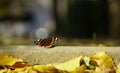 Monarch butterfly on flower. Image of a Monarch butterfly on sunflower with blurry background. Nature stock image of a closeup ins Royalty Free Stock Photo