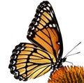 Viceroy Butterfly on flower isolated Royalty Free Stock Photo