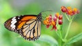 elegant orange monarch butterfly resting on multicolored flowers. macro photography of this gracious and fragile Lepidoptera Royalty Free Stock Photo