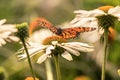 A monarch butterfly in a flower with open wings Royalty Free Stock Photo