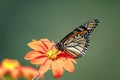 Monarch Butterfly on a flower Royalty Free Stock Photo