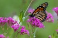 Monarch Butterfly on Flower in Field Royalty Free Stock Photo