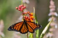 Monarch Butterfly on Flower