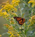 Monarch Butterfly on Flower in Field Royalty Free Stock Photo