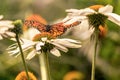 A monarch butterfly in a flowers with extended wings Royalty Free Stock Photo