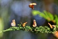 Monarch Butterfly at Pismo Beach