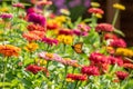 Monarch Butterfly Flying over Garden