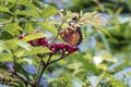 Butterfly flying on red flower on nature background in garden spring summer season. Environment with yellow butterfly at Royalty Free Stock Photo