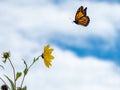 Monarch butterfly in blue skies with yellow flower Royalty Free Stock Photo