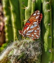 A Monarch Butterfly with folded wings rests on a thorny western California cactus.