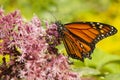 Monarch butterfly foraging nectar on Mount Sunapee in New Hampshire Royalty Free Stock Photo