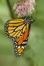 Monarch butterfly foraging on a wildflower in Newbury, New Hampshire Royalty Free Stock Photo
