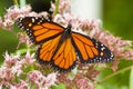 Monarch butterfly foraging on a wildflower in Newbury, New Hampshire Royalty Free Stock Photo