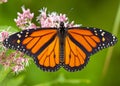 Monarch butterfly foraging on a wildflower in Newbury, New Hampshire Royalty Free Stock Photo