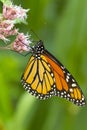 Monarch butterfly foraging on a wildflower in Newbury, New Hampshire Royalty Free Stock Photo