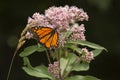 Monarch butterfly foraging on a wildflower in Newbury, New Hampshire Royalty Free Stock Photo