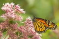 Monarch butterfly foraging on a wildflower in Newbury, New Hampshire Royalty Free Stock Photo