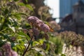 Monarch butterfly in foreground sitting on a milkweed flower in downtown Chicago Royalty Free Stock Photo