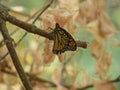 Monarch Butterfly in forest autumn color change Royalty Free Stock Photo